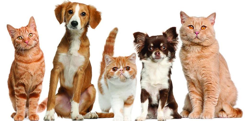 Доска объявлений о животных | ЗооТом - продажа, вязка и услуги для животных в Строителе
