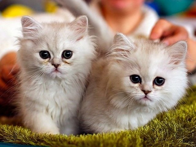 Породы кошек в Строителе | ЗооТом портал о животных