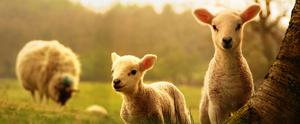 Объявления о сельскохозяйственных животных | ЗооТом - продажа, вязка и услуги для животных в Строителе