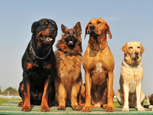 Крупные породы собак в Строителе | ЗооТом портал о животных