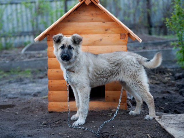 Все о собаках в Строителе Все о собаках в Строителе